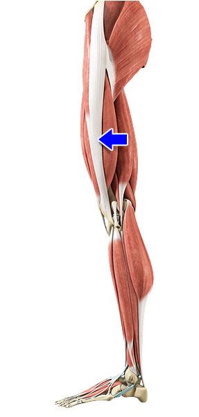 Iliotibial Band Friction Syndrome: Causes, Symptoms, Treatment and